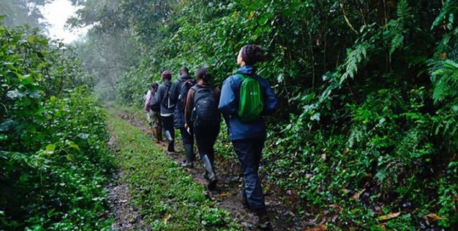 Bwindiimpenetrableforestnationalparkwalk